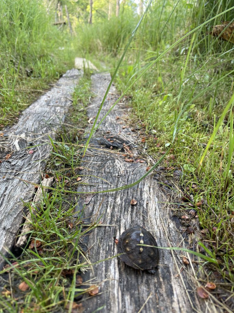 A small box turtle resting on a weathered wooden boardwalk running through tall grass.