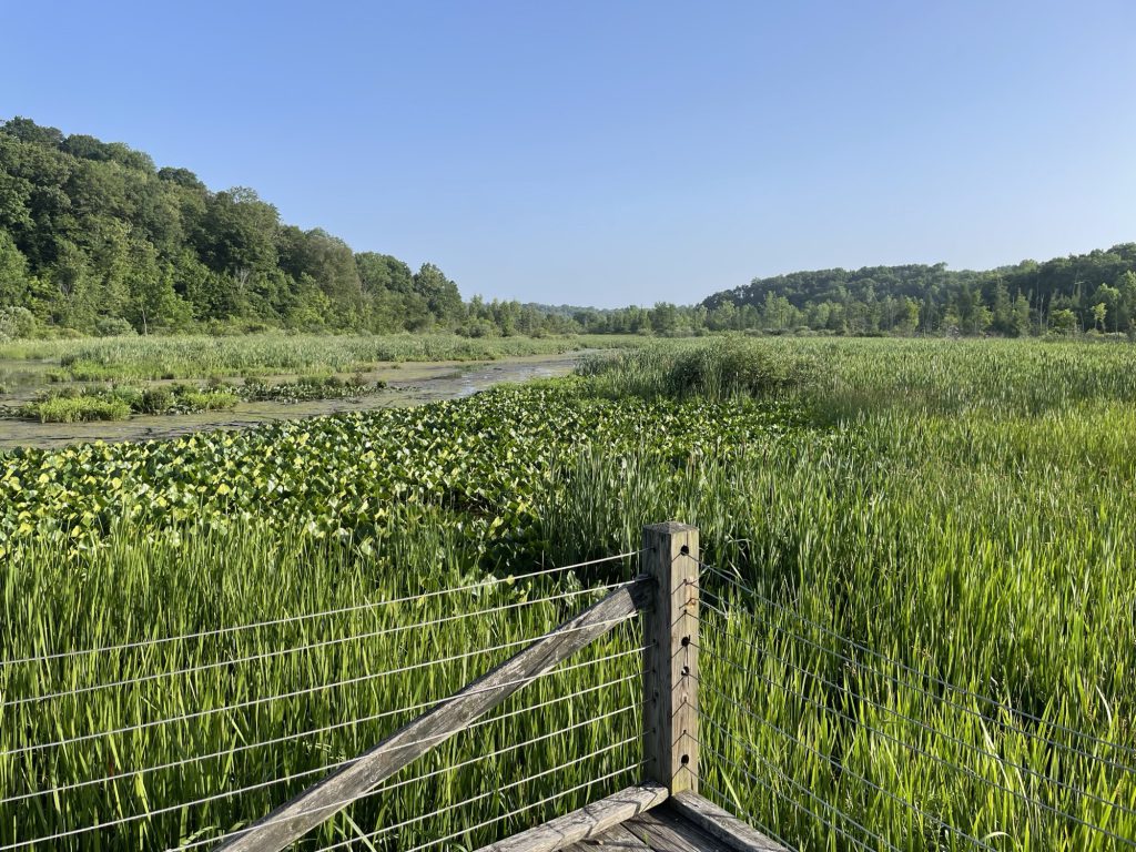 Marsh grasses and lily pads stretching toward the treeline under a clear blue sky at Camp Friedenswald.